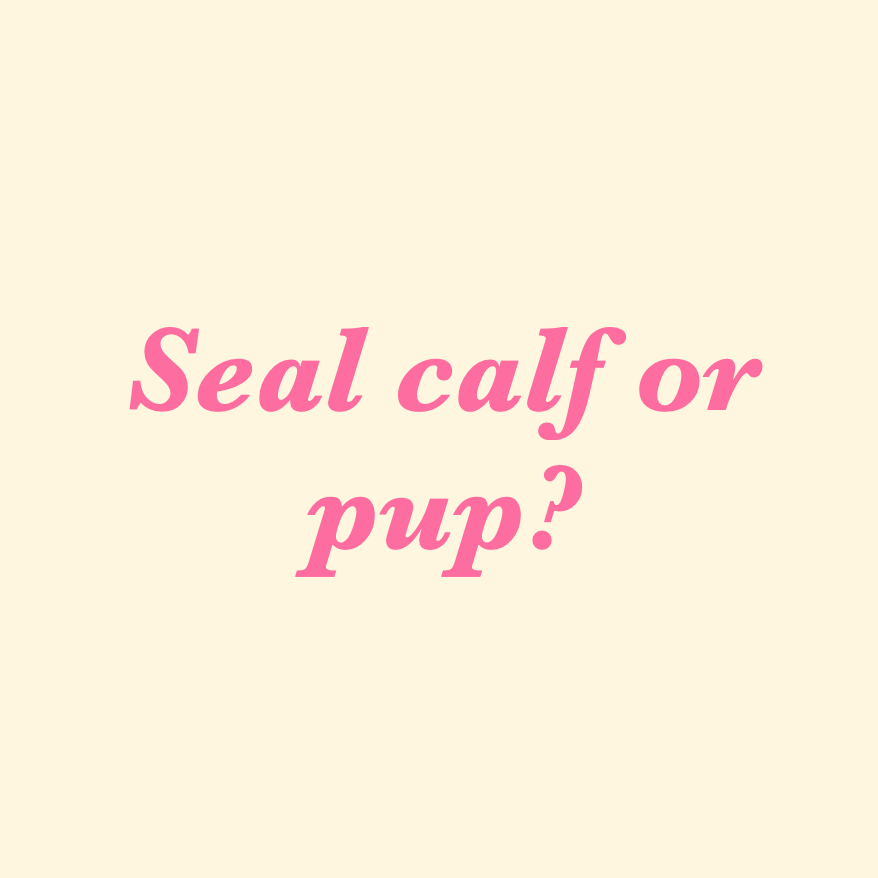 Calf or pup?