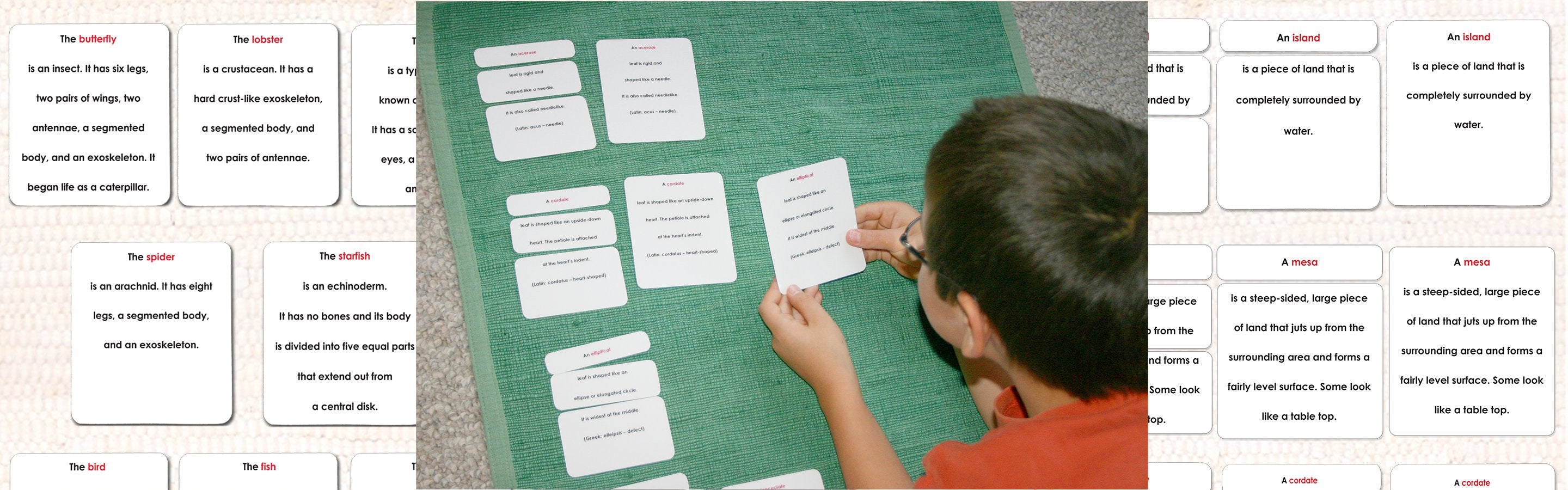 Definition Cards