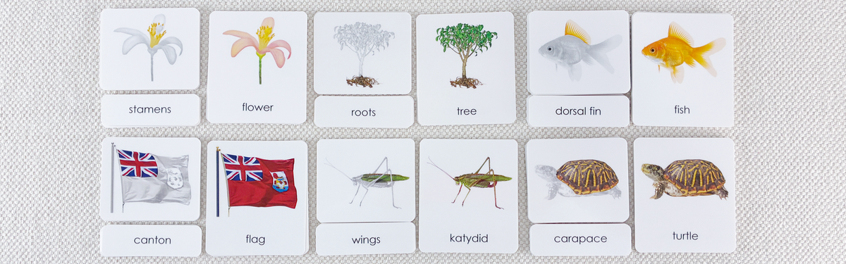 montessori language cards for parts of external anatomy