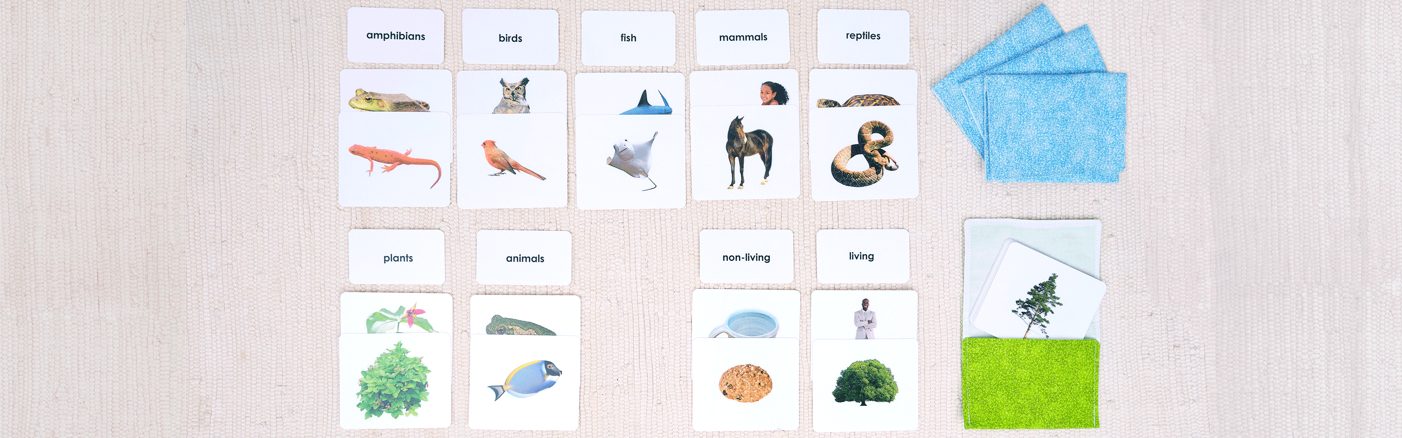 plant animal sorting cards