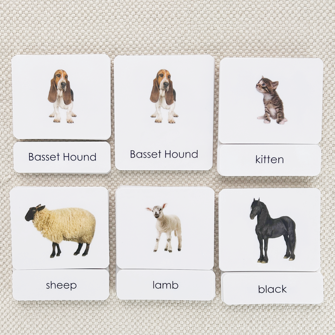 Common Nouns 3-Part Card Bundles
