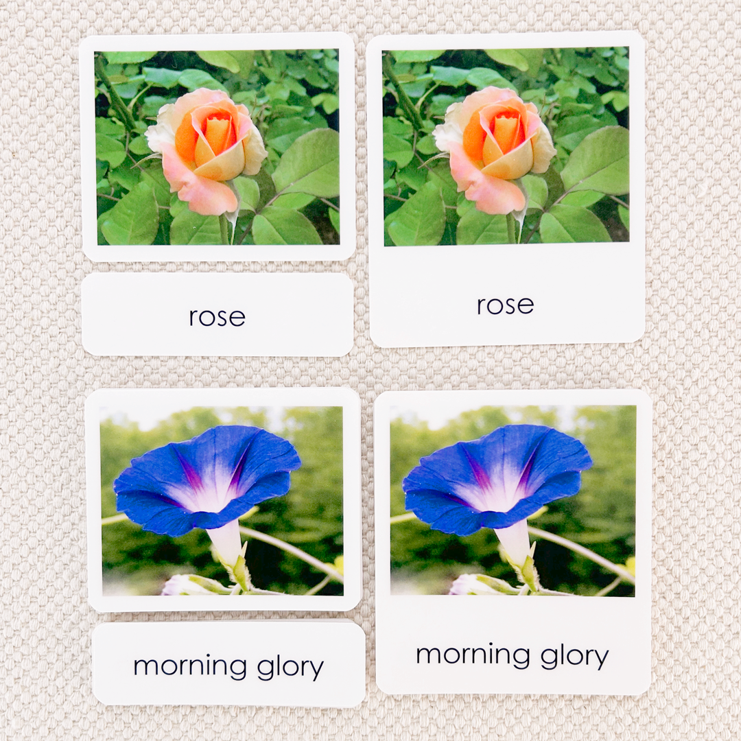 Garden Flowers 3-Part Reading