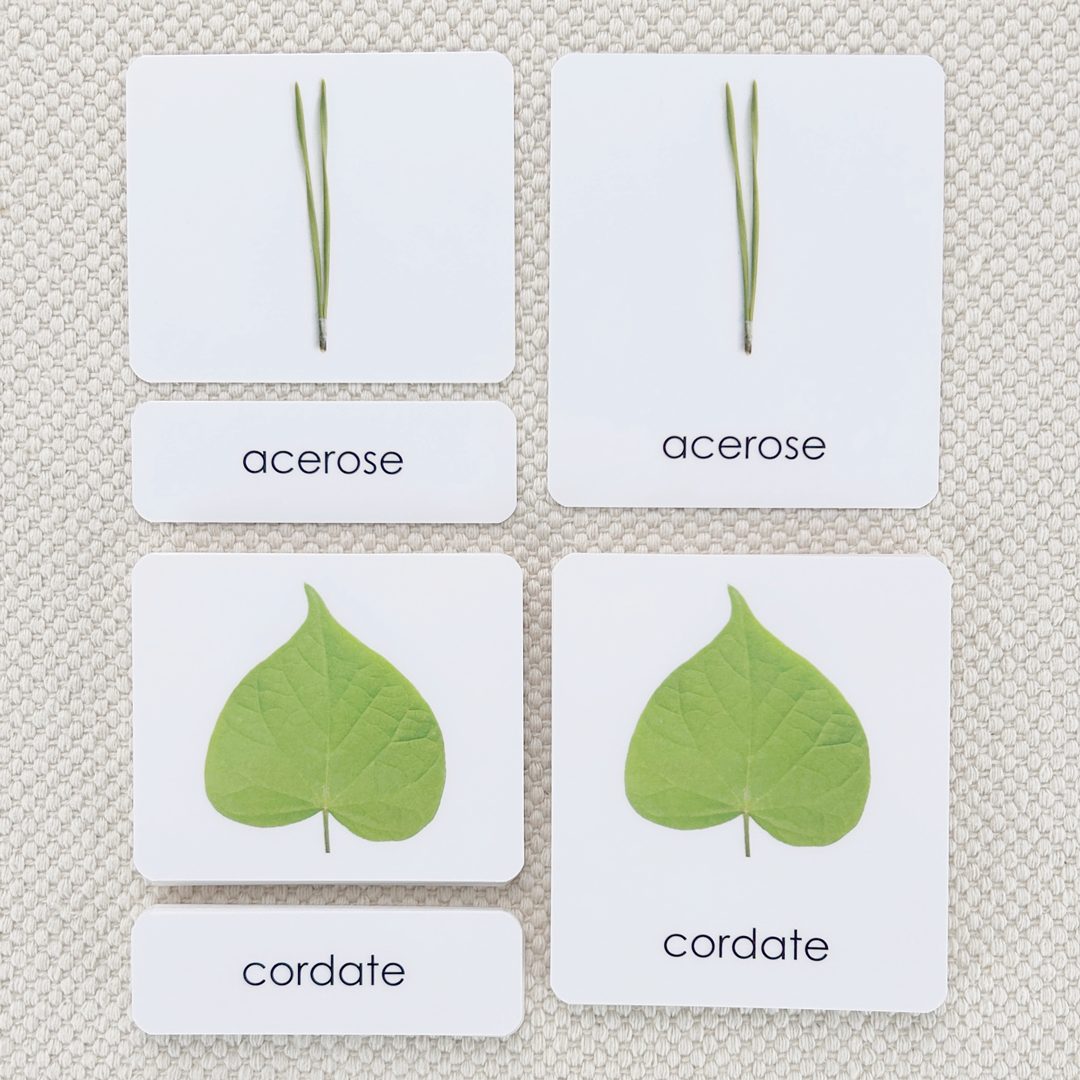 Leaf Shapes (Botany Cabinet) 3-Part Reading