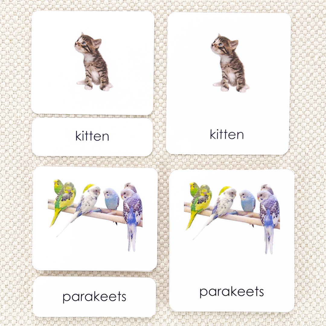 Pets 3-Part Reading