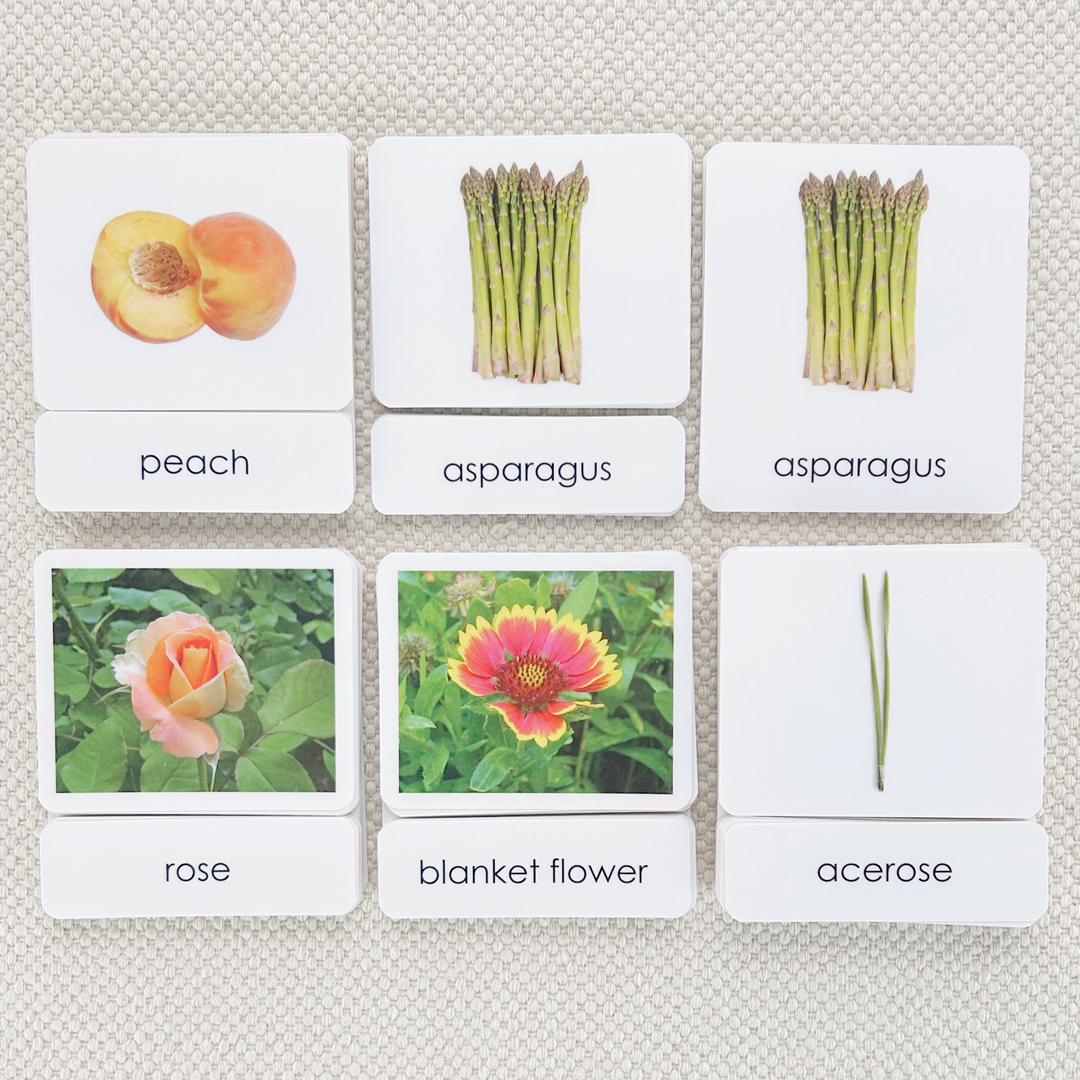Common Nouns 3-Part Card Bundles