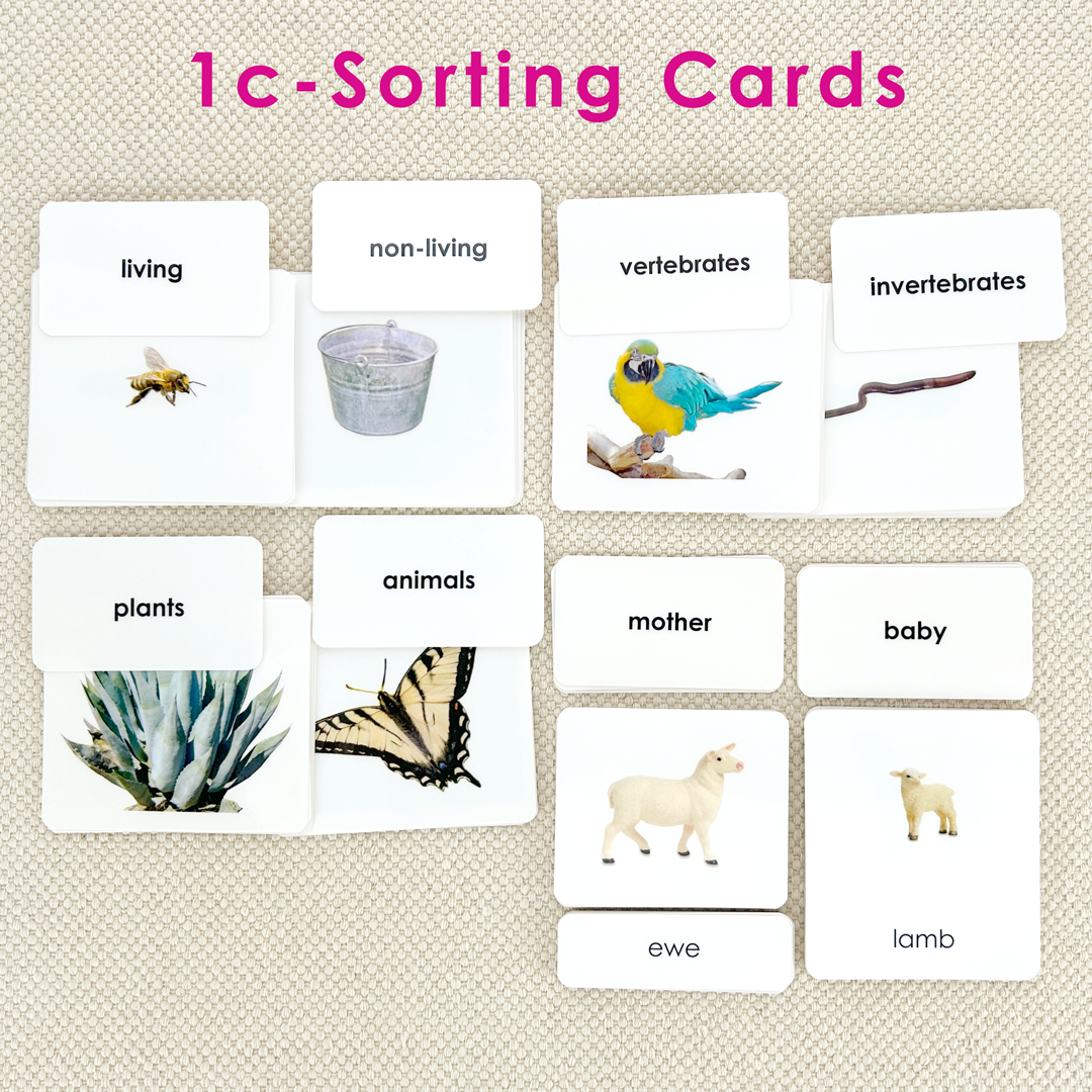 Preschool Literacy Bundles