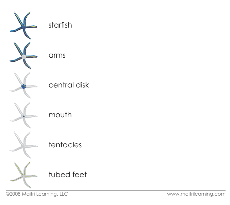 Imperfect Parts of the Sea Star Vocabulary - Maitri Learning