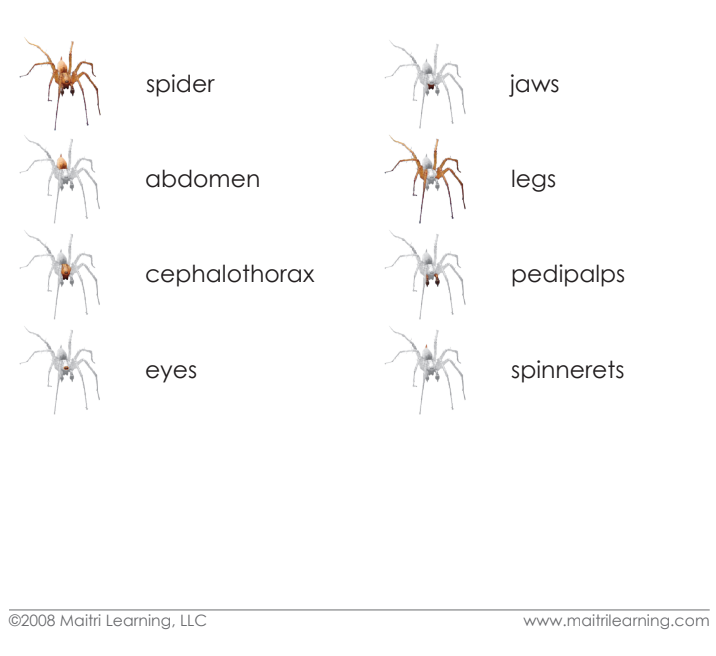Imperfect Parts of the Spider Vocabulary - Maitri Learning