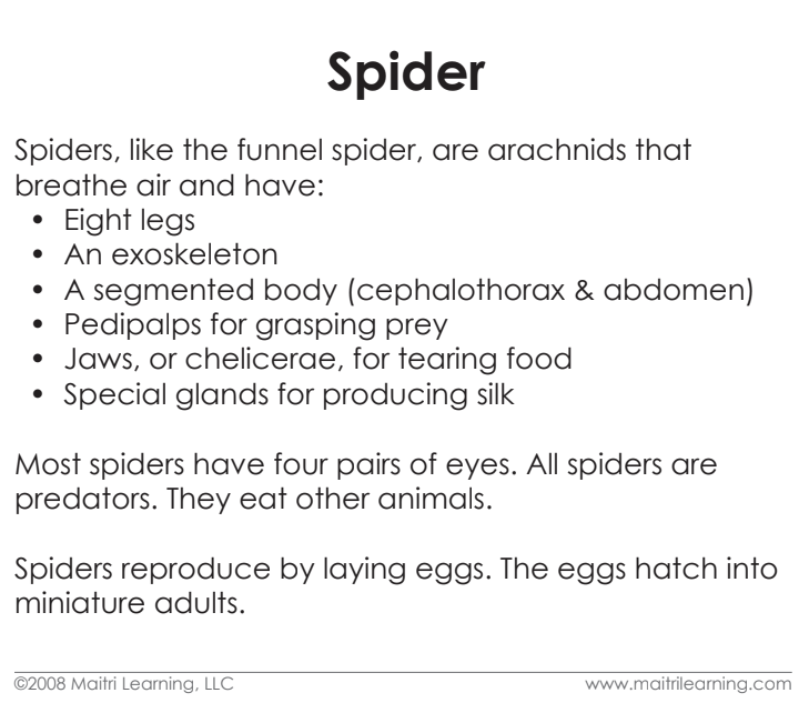 Imperfect Parts of the Spider Vocabulary - Maitri Learning
