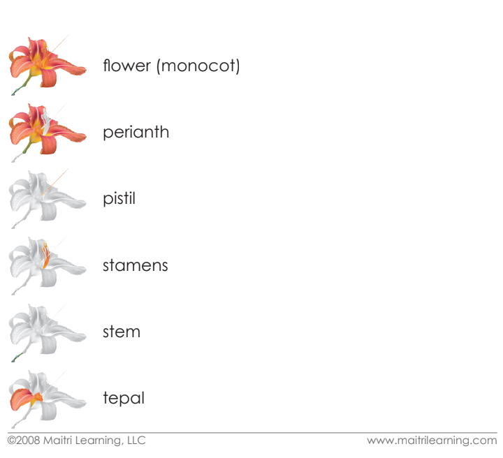 Imperfect Parts of the Monocot Flower Vocabulary - Maitri Learning