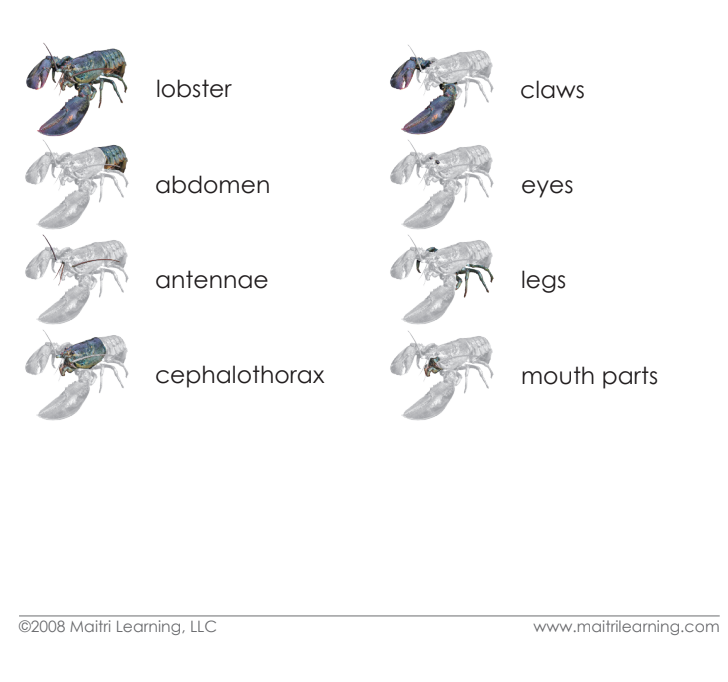 Imperfect Parts of the Lobster Vocabulary - Maitri Learning