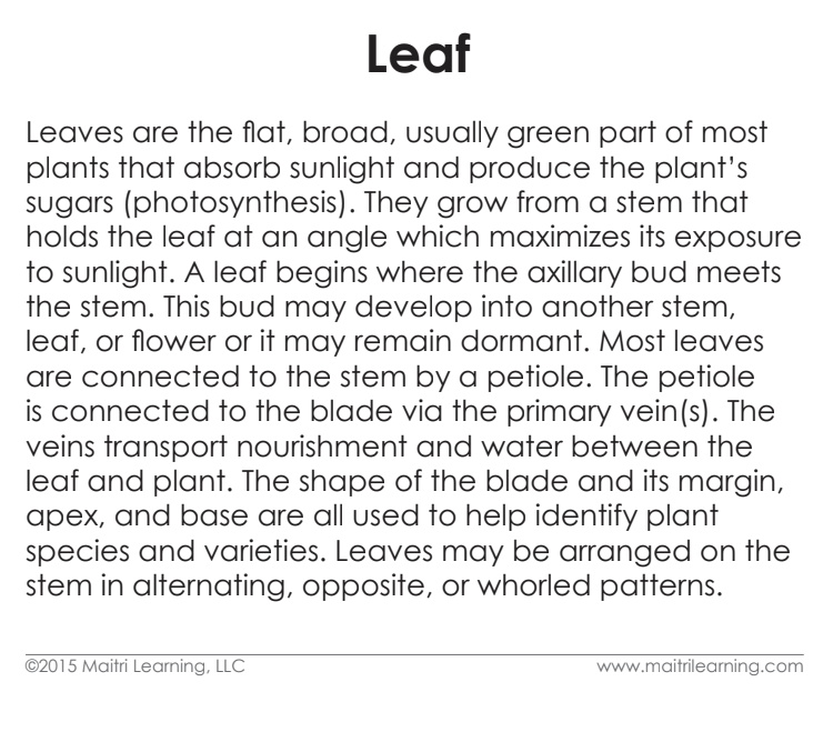 Parts of the Leaf Vocabulary - Maitri Learning