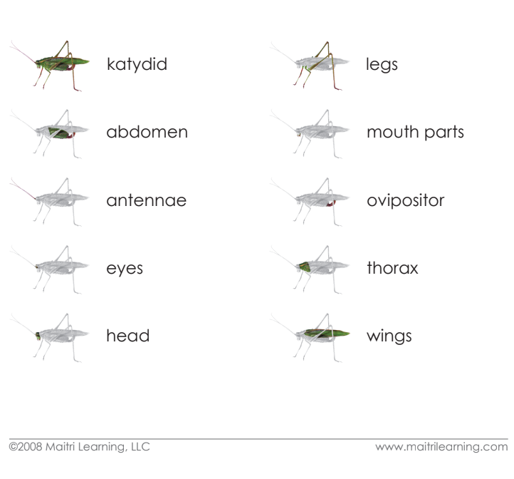 Imperfect Parts of the Katydid Vocabulary - Maitri Learning