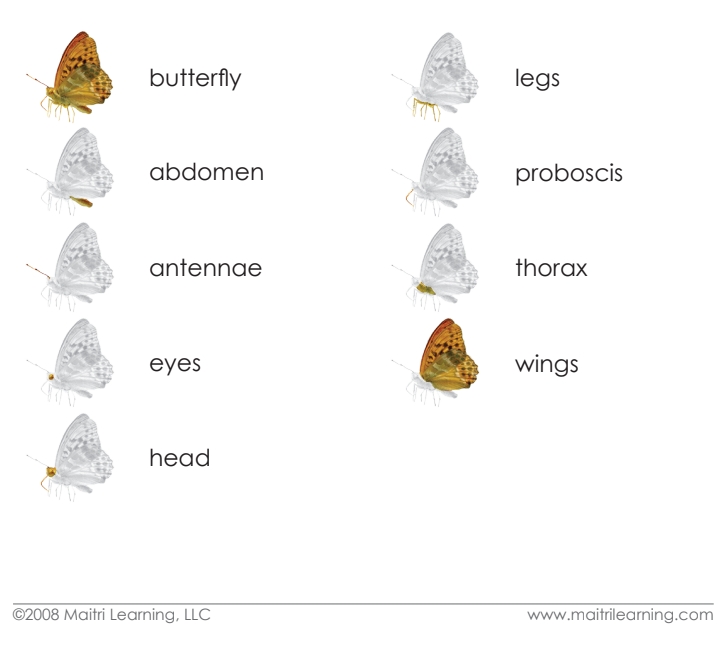 Imperfect Parts of the Butterfly 3-Part Reading - Maitri Learning