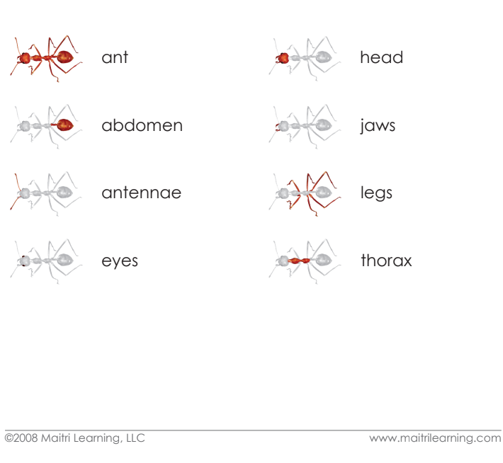 Imperfect Parts of the Ant 3-Part Reading - Maitri Learning