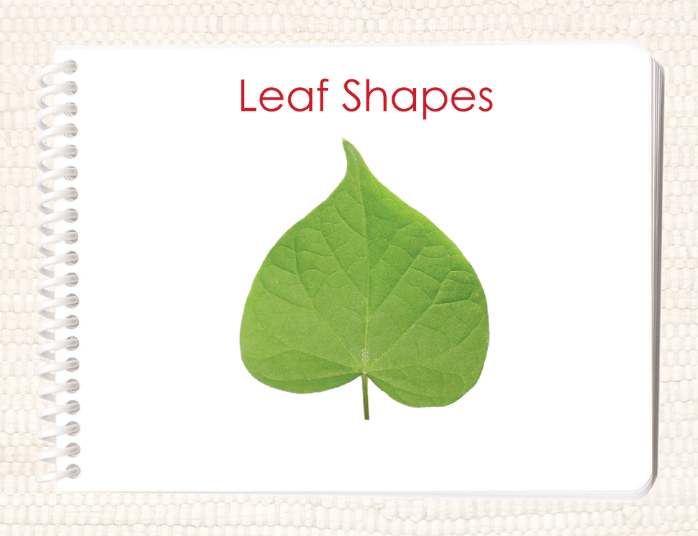 Imperfect Leaf Shapes (Botany Cabinet) Book - Maitri Learning