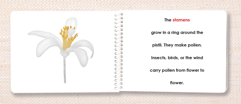 Botany Parts of Book Set - Maitri Learning