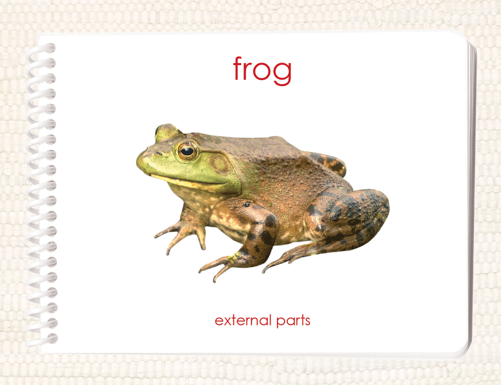 Imperfect Parts of the Frog Book - Maitri Learning