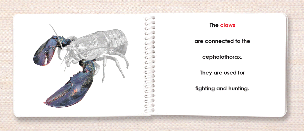 Invertebrates Parts of Book Set - Maitri Learning