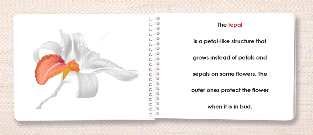 Botany Parts of Book Set - Maitri Learning