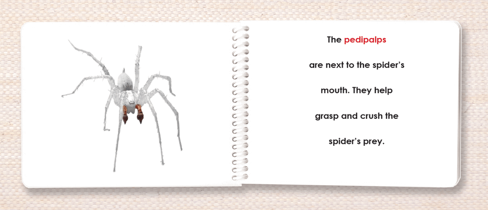 Invertebrates Parts of Book Set - Maitri Learning