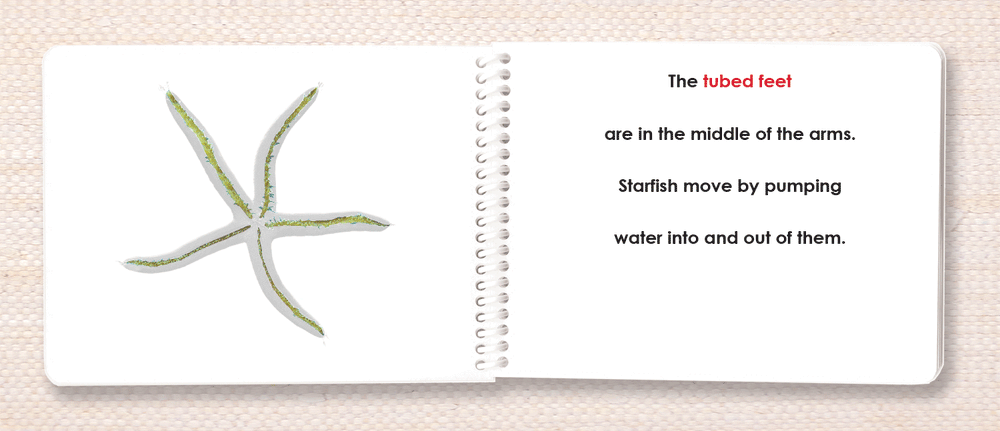 Invertebrates Parts of Book Set - Maitri Learning