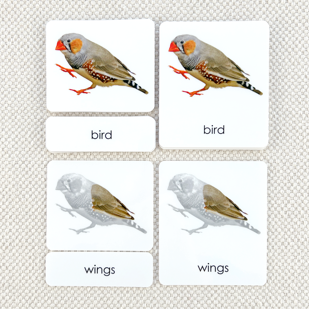 Parts of the Bird 3-Part Reading