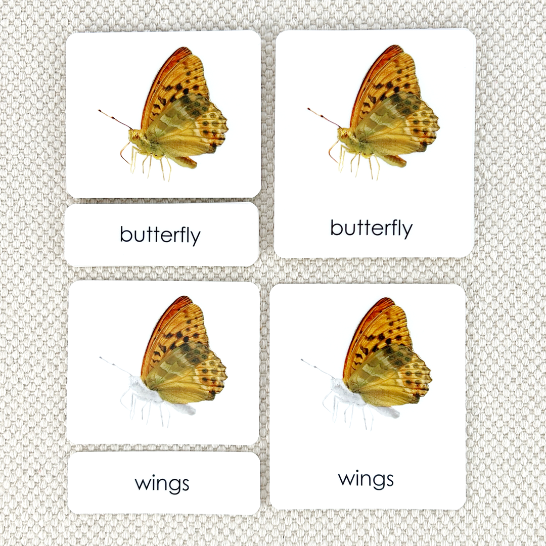 Parts of the Butterfly 3-Part Reading
