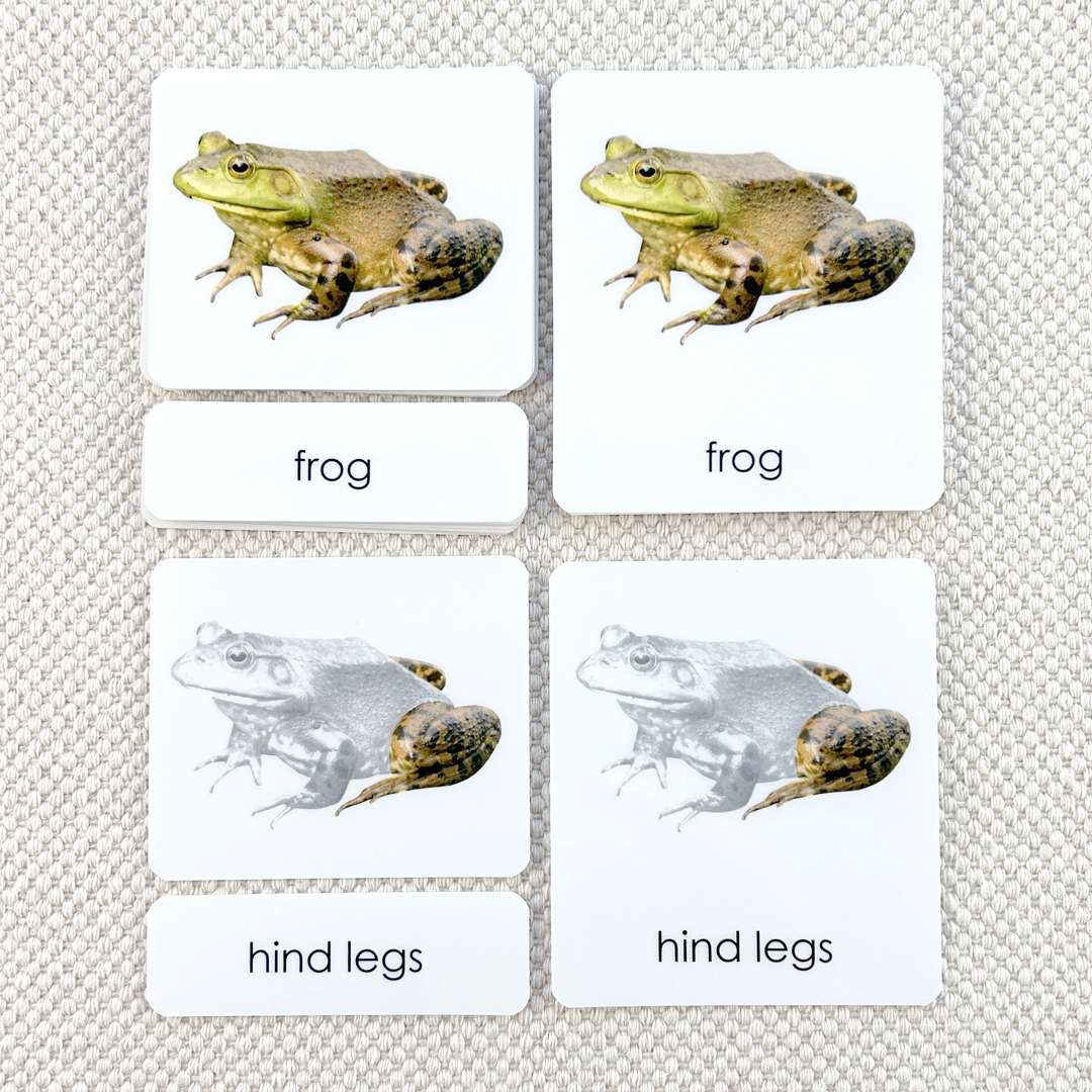 Parts of the Frog 3-Part Reading