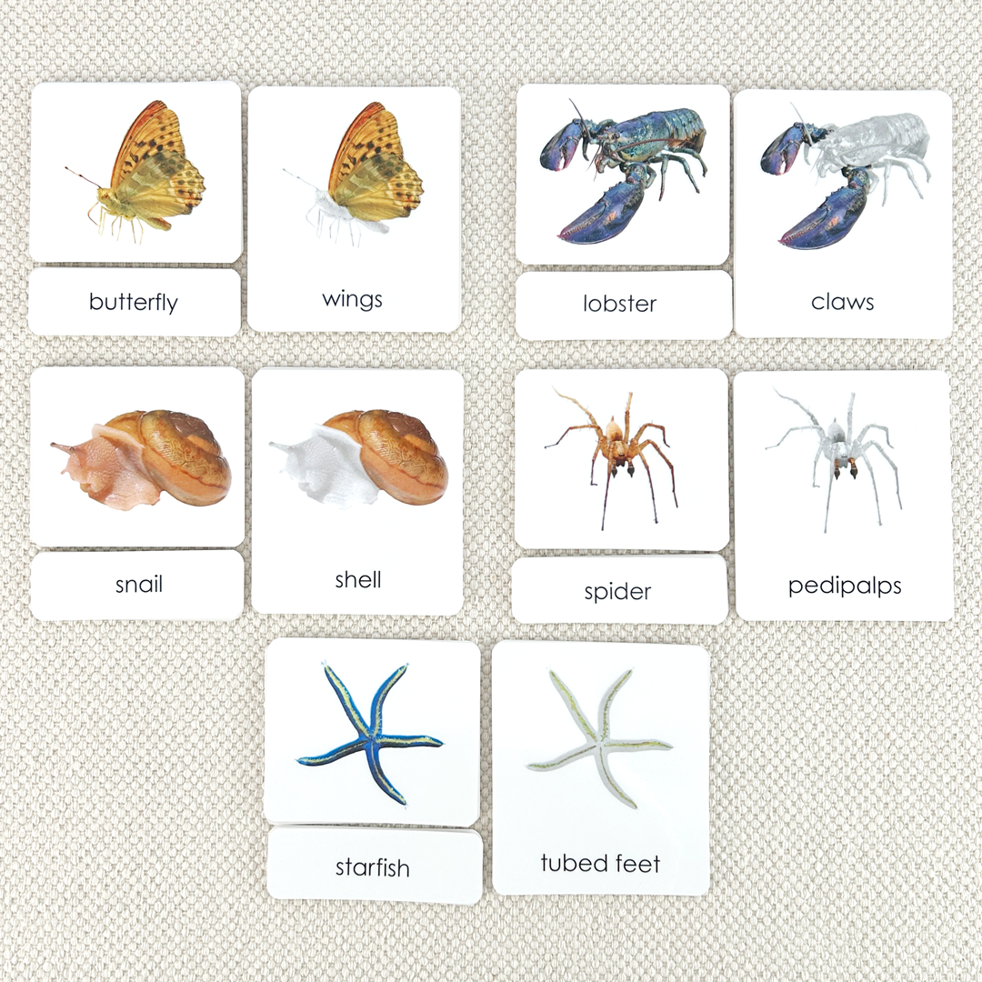 Invertebrates "Parts of" 3-Part Set