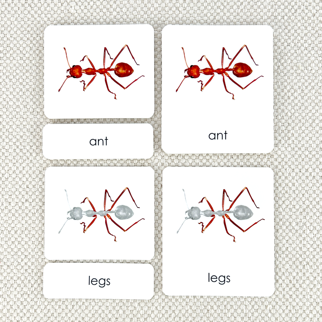 Parts of the Ant 3-Part Reading