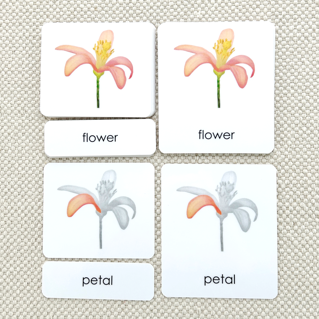 Parts of the Flower (Dicot) 3-Part Reading