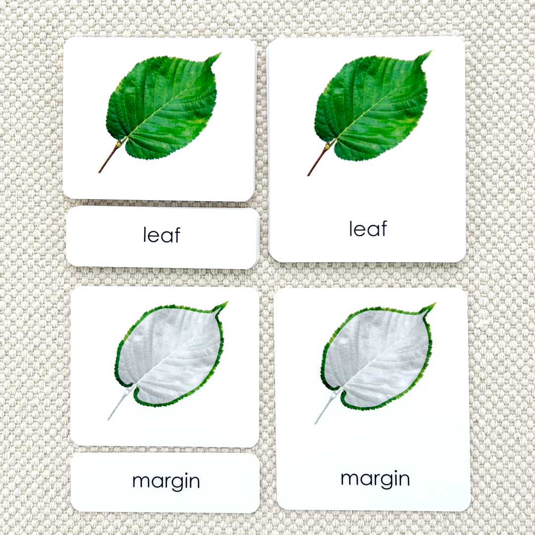 Parts of the Leaf 3-Part Reading