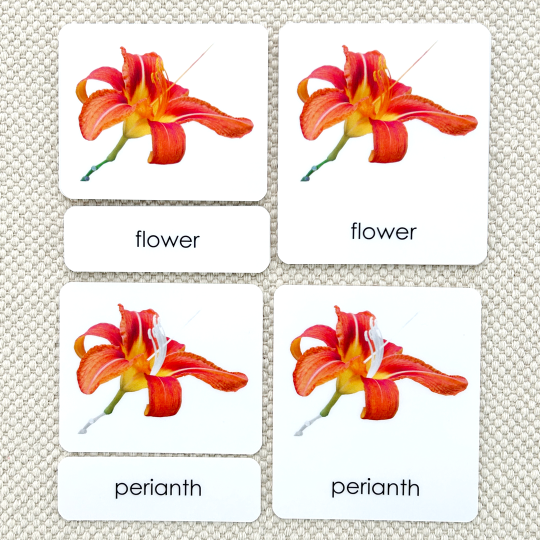 Parts of the Flower (Monocot) Book & Card Set