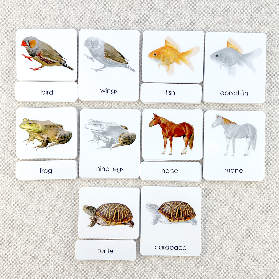 Vertebrates "Parts of" 3-Part Set