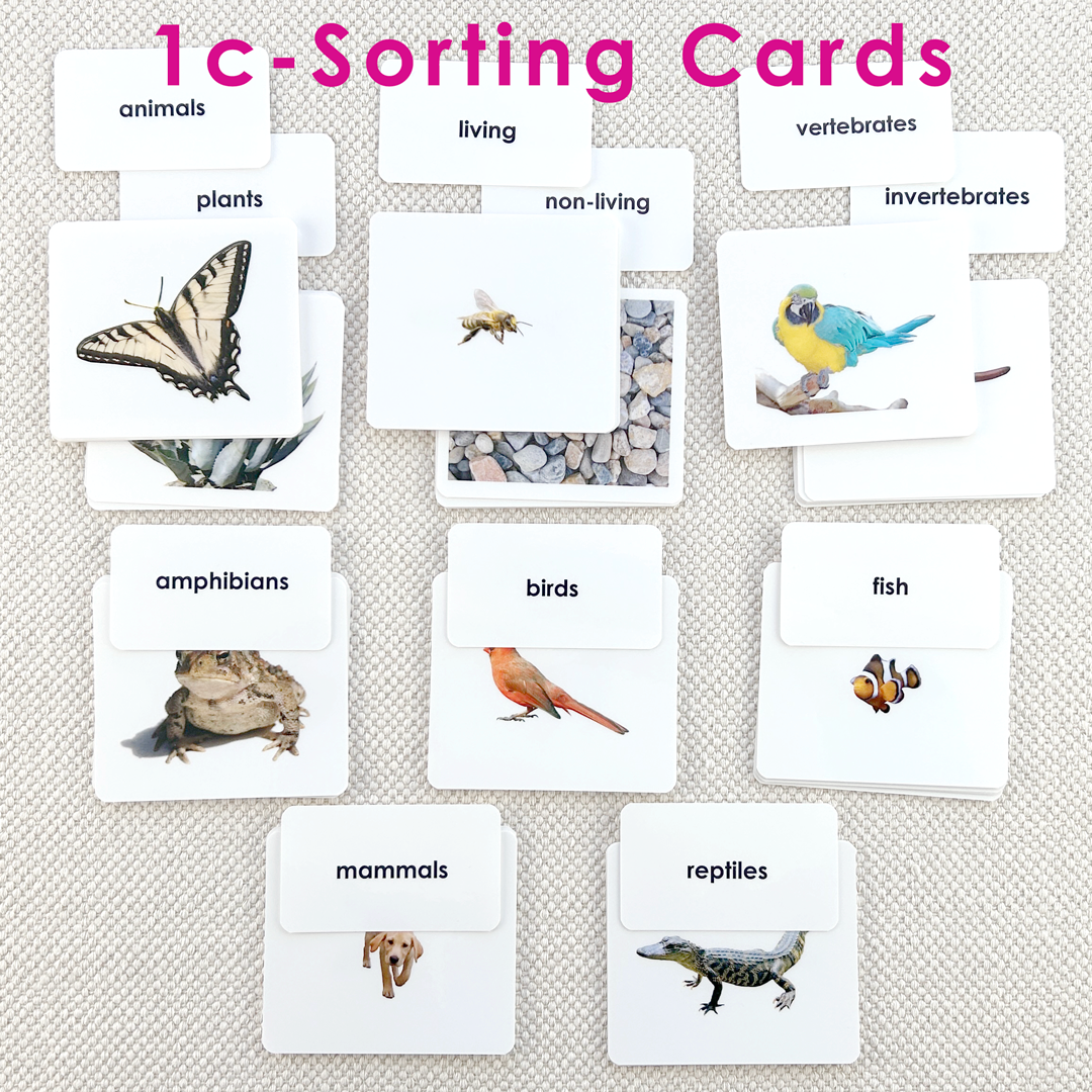 Preschool Literacy Bundles