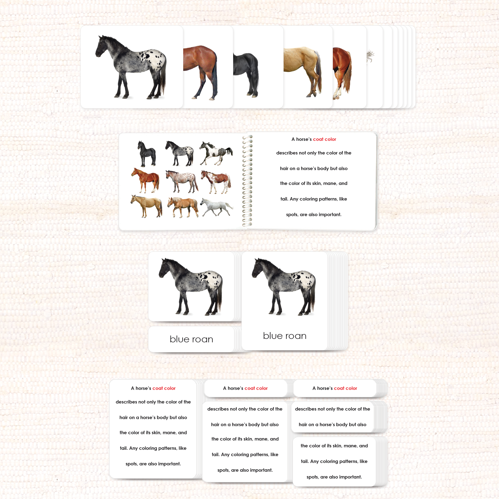 Horses (Coat Colors) Book & Card Set - Maitri Learning