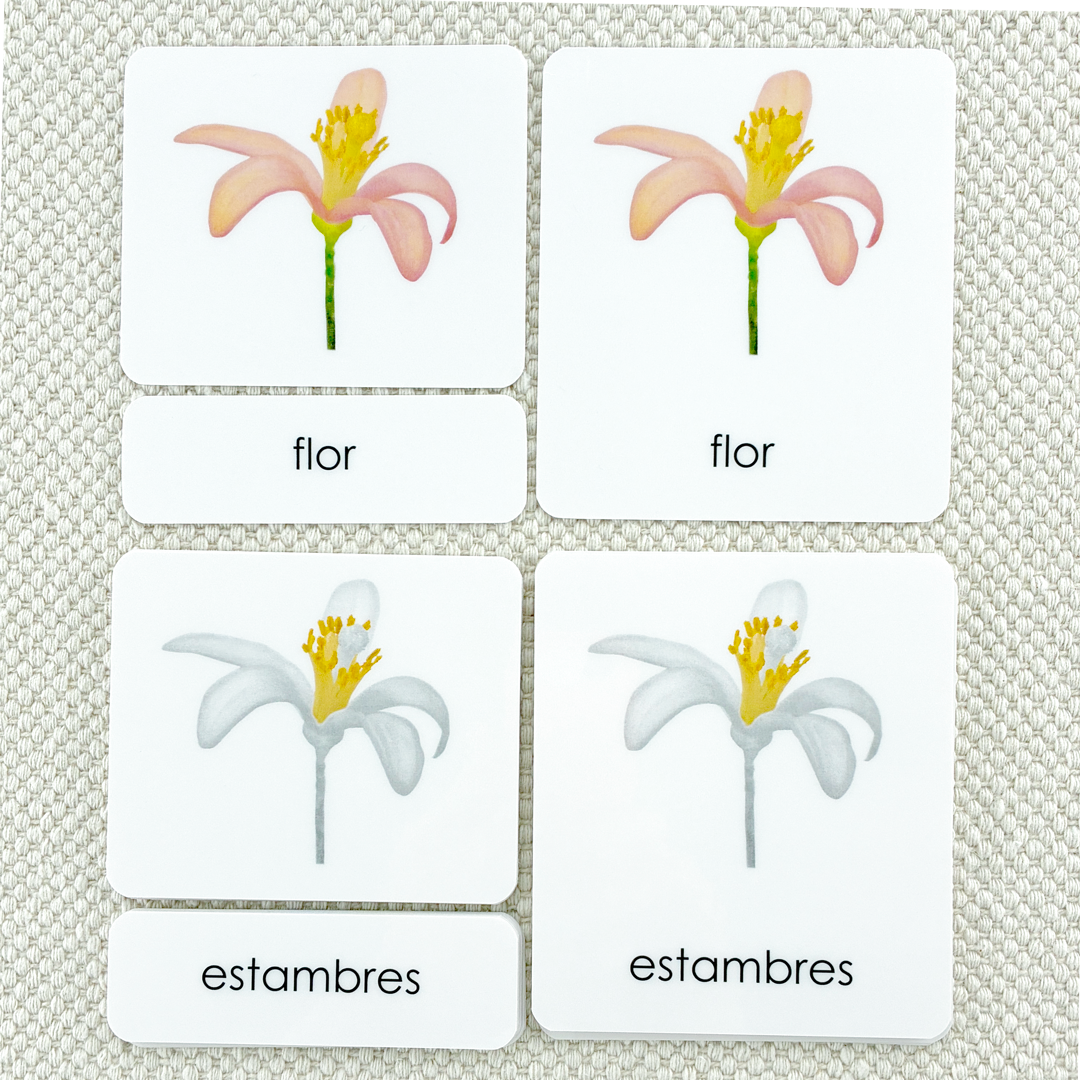 Spanish Parts of the Flower (Dicot) 3-Part Cards