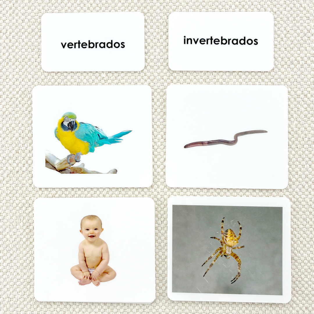Spanish Invertebrates/Vertebrates Sorting