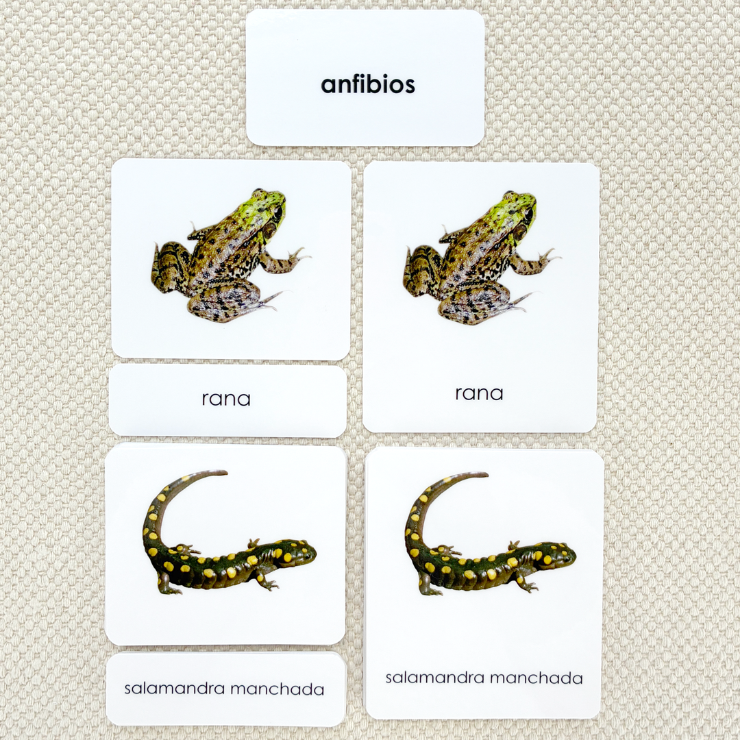 Spanish Amphibians 3-Part Cards