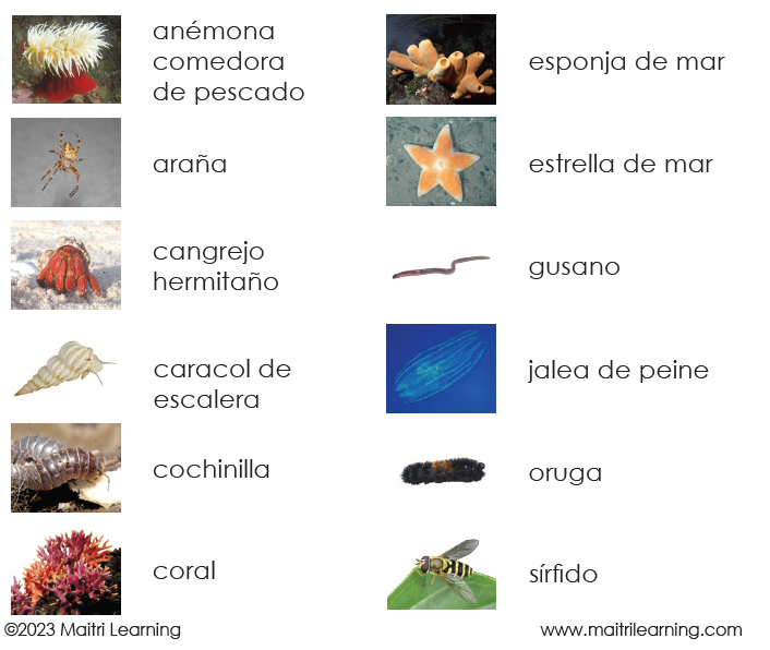 Spanish Invertebrates 3-Part Cards - Maitri Learning