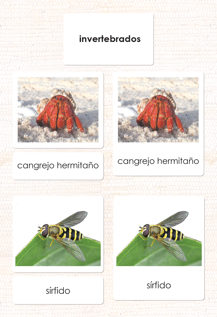 Spanish Invertebrates 3-Part Cards - Maitri Learning