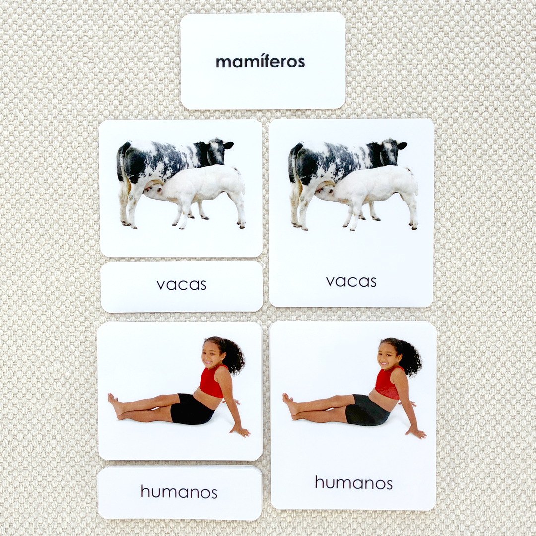 Spanish Mammals 3-Part Cards