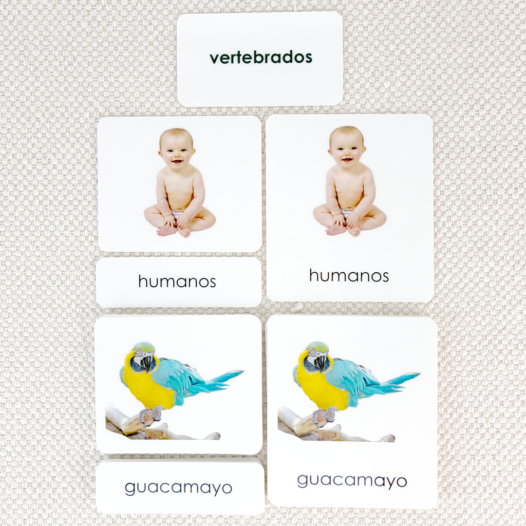 Spanish Vertebrates 3-Part Cards