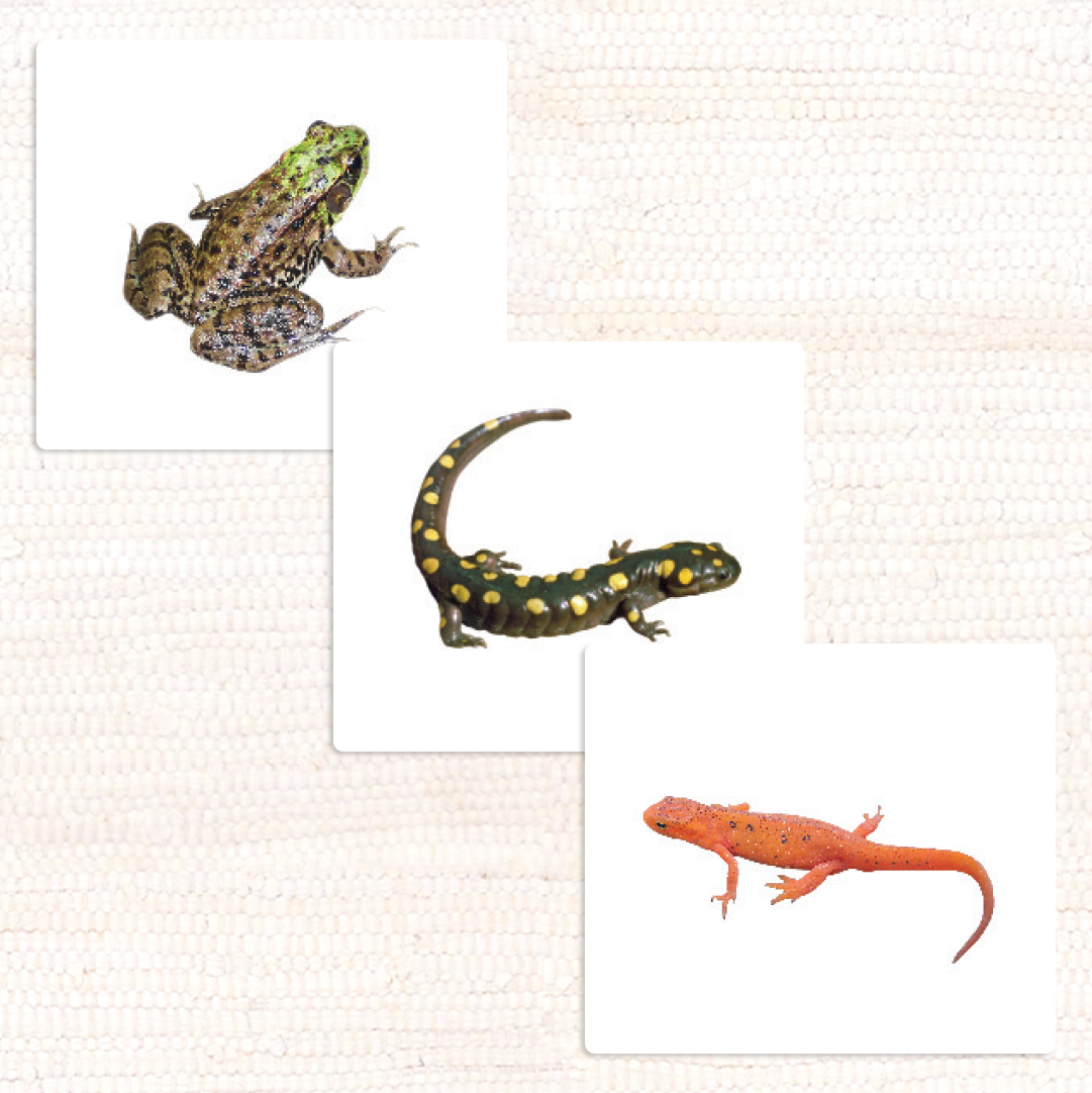 Imperfect Amphibians Vocabulary - Maitri Learning
