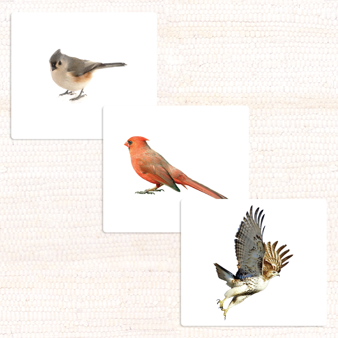 Imperfect Birds Vocabulary - Maitri Learning