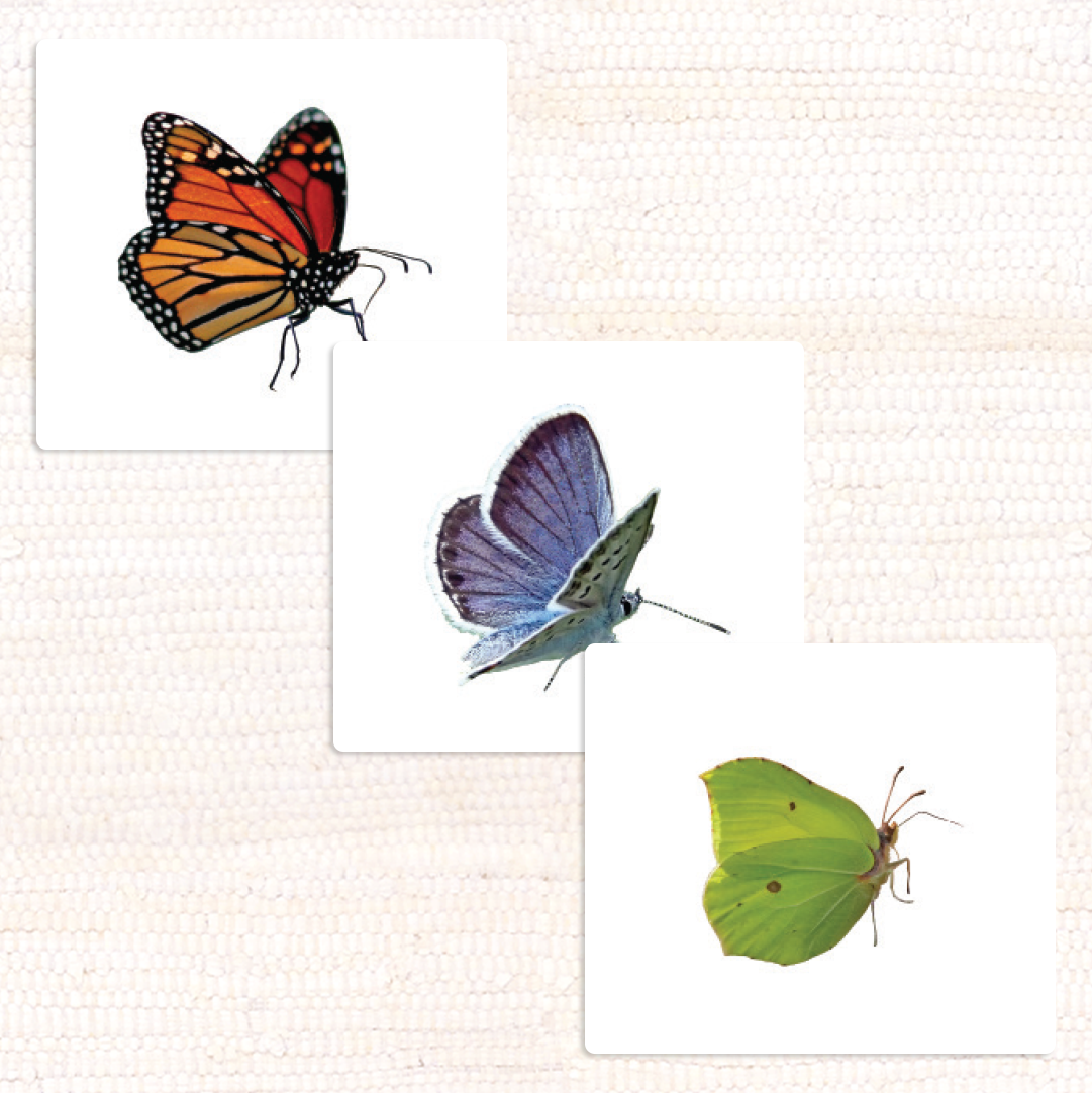 Imperfect Butterflies Vocabulary - Maitri Learning