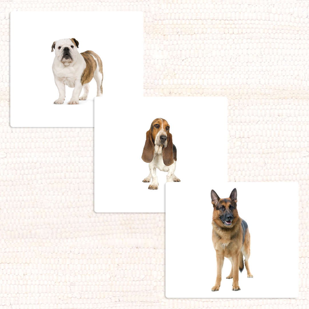 Imperfect Dogs Vocabulary - Maitri Learning