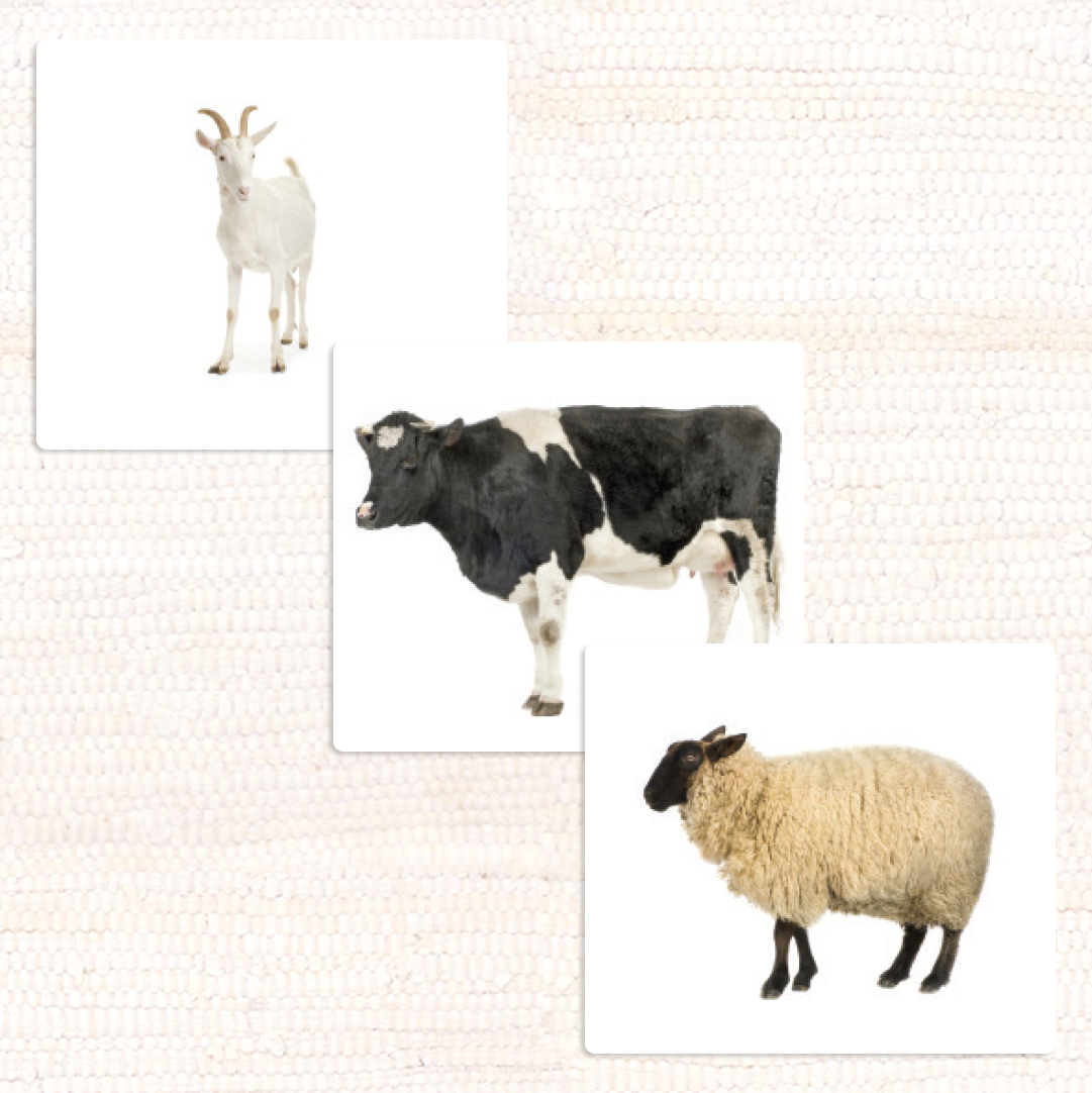 Imperfect Farm Animals (Adult) Vocabulary - Maitri Learning