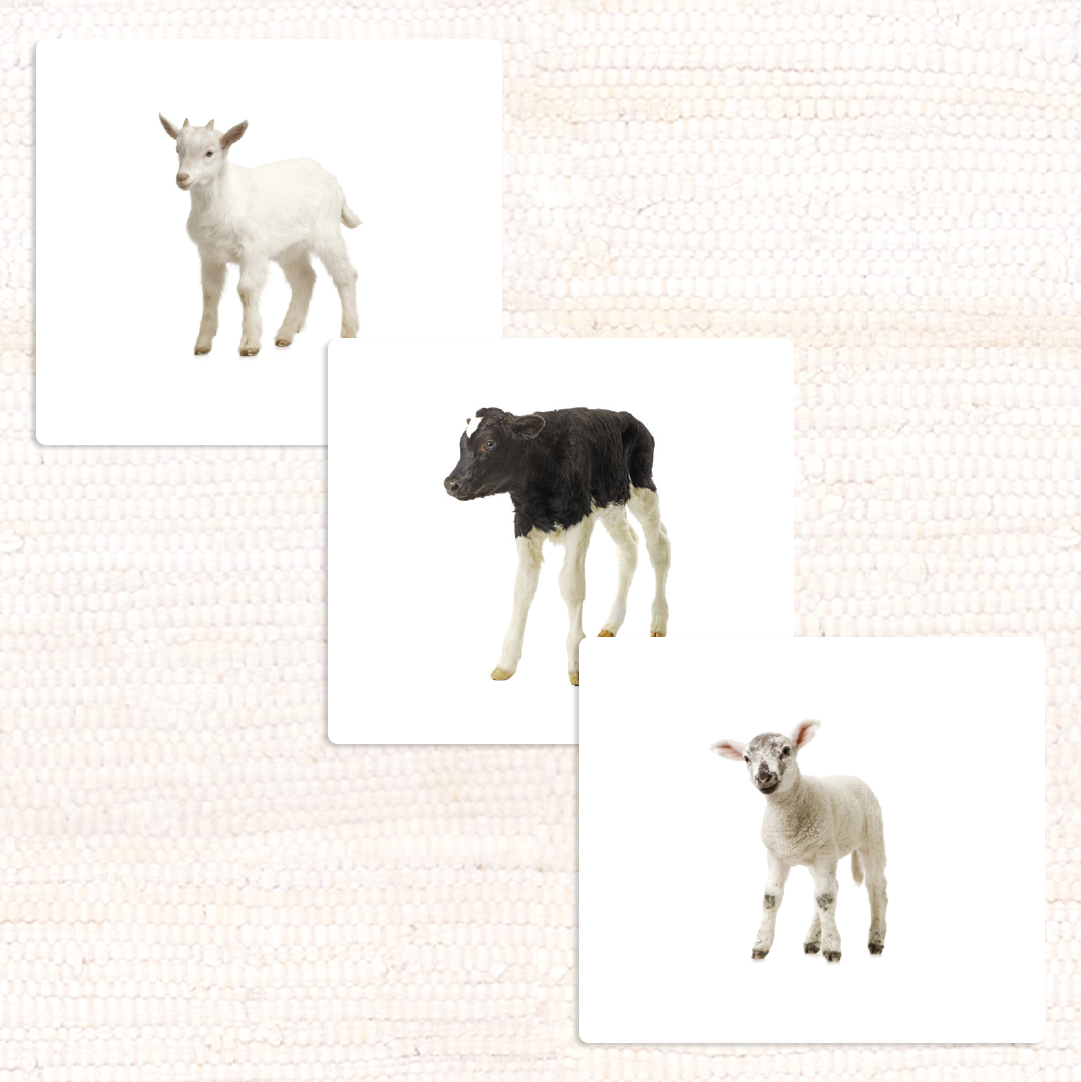 Imperfect Farm Animals (Juvenile) Vocabulary - Maitri Learning